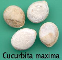 Cucurbita maxima (Kestane Kabağı) Tohumu