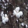 150px-cottonplant.jpg