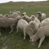 Koyun fiyatları 1000Tl ye ulaştı