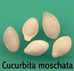 Cucurbita moschata (Bal Kabağı) Tohumu