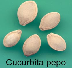 Cucurbita pepo (Yazlık Kabak) Tohumu