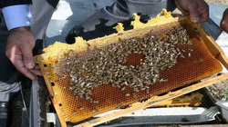 Polen tuzaklı kovan arı sayısını artırıyor