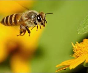 Zirai ilaçlar arıları yok etti
